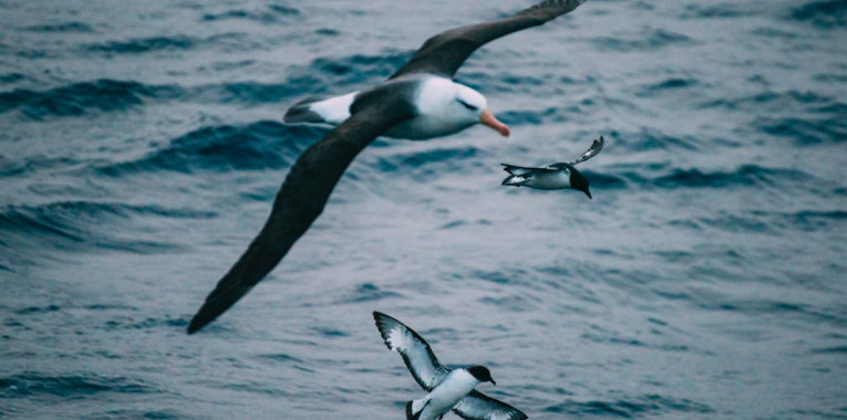 Albatross and Cape Petrels in the Southern Ocean